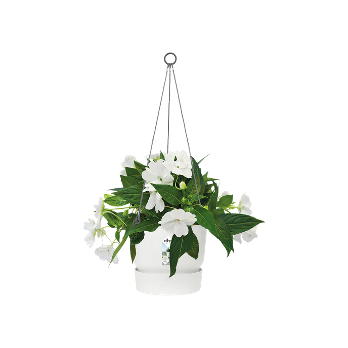 greenville hanging basket 24cm white